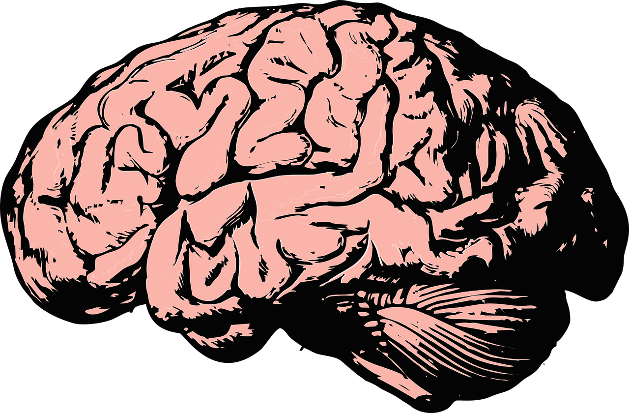 brain